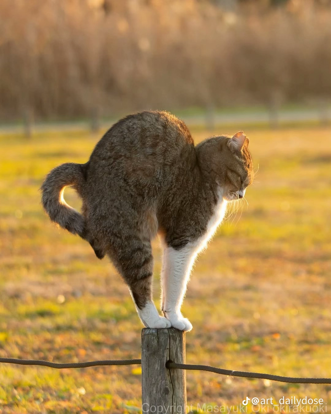 Dynamic cat