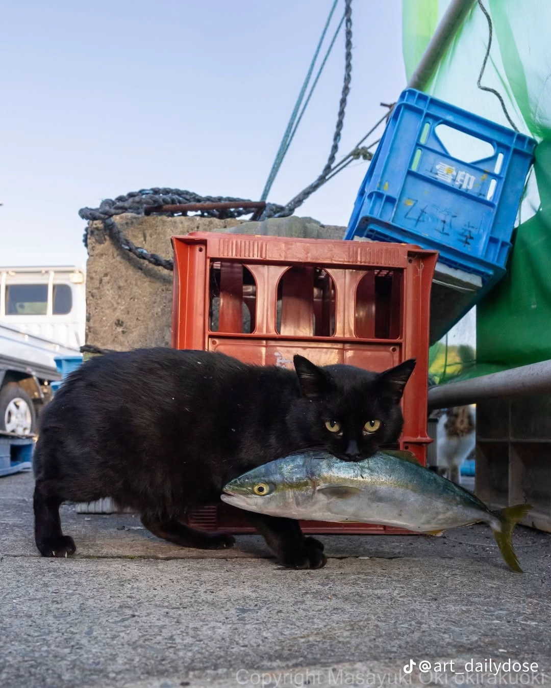Dark cat